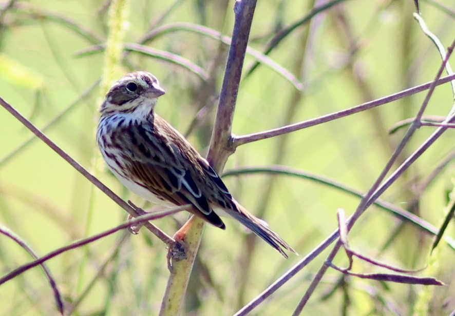 strnadec luční - ML644603075