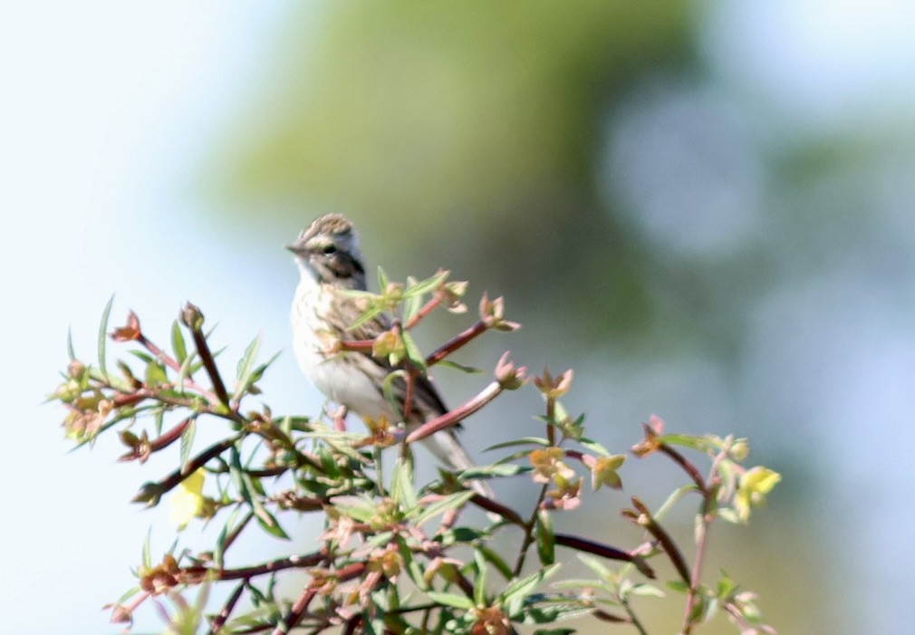 strnadec luční - ML644603076