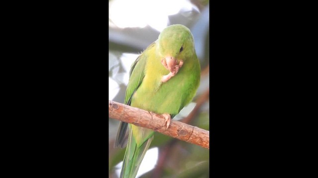 Catita Tirica - ML644603094