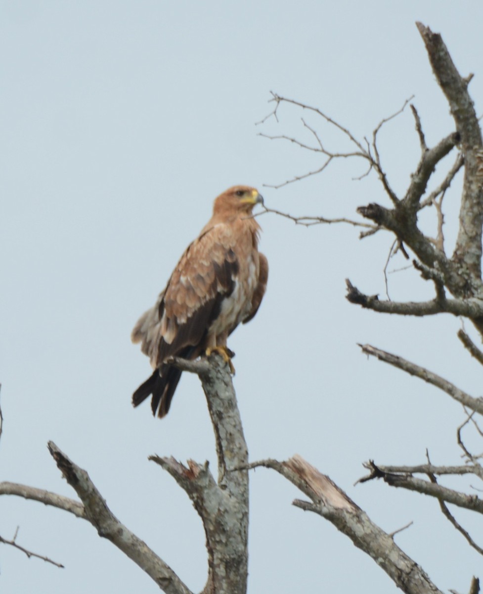 Tawny Eagle - ML644603105