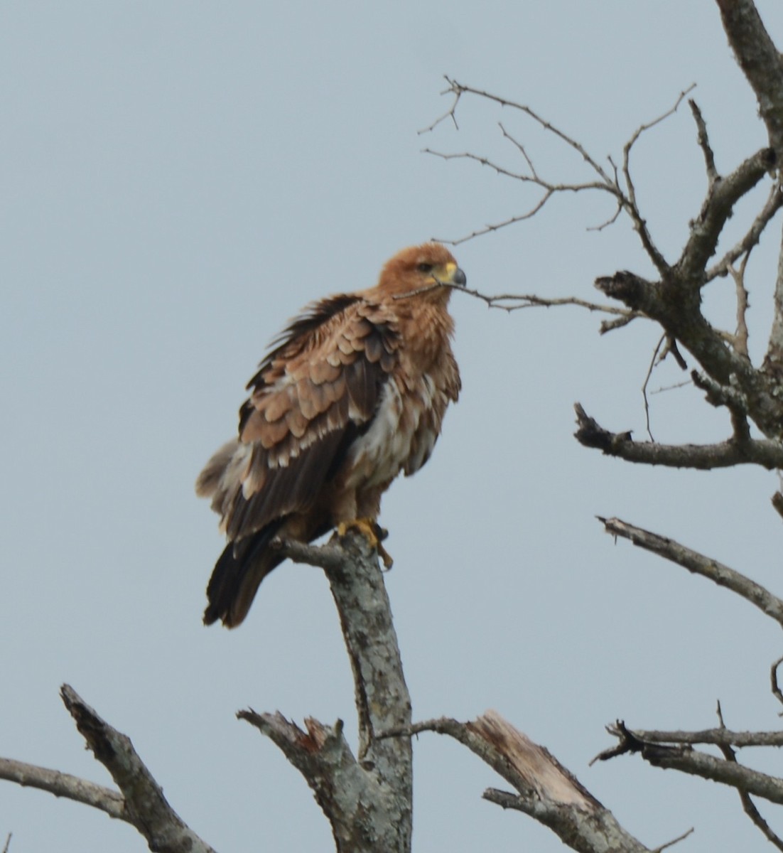 Tawny Eagle - ML644603106