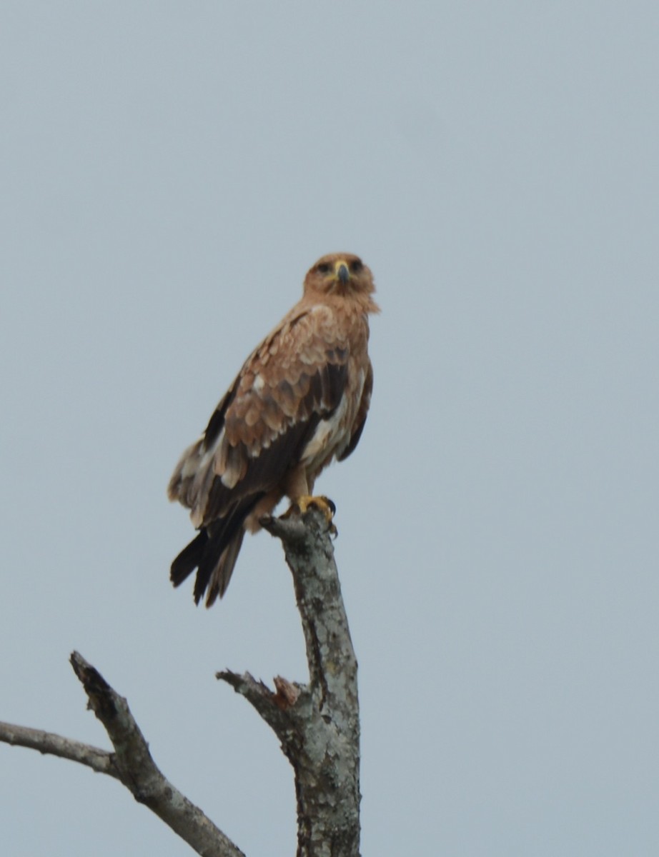 Tawny Eagle - ML644603107