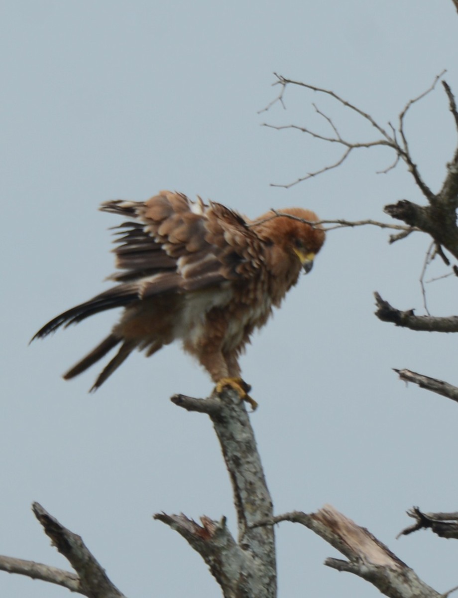 Tawny Eagle - ML644603108