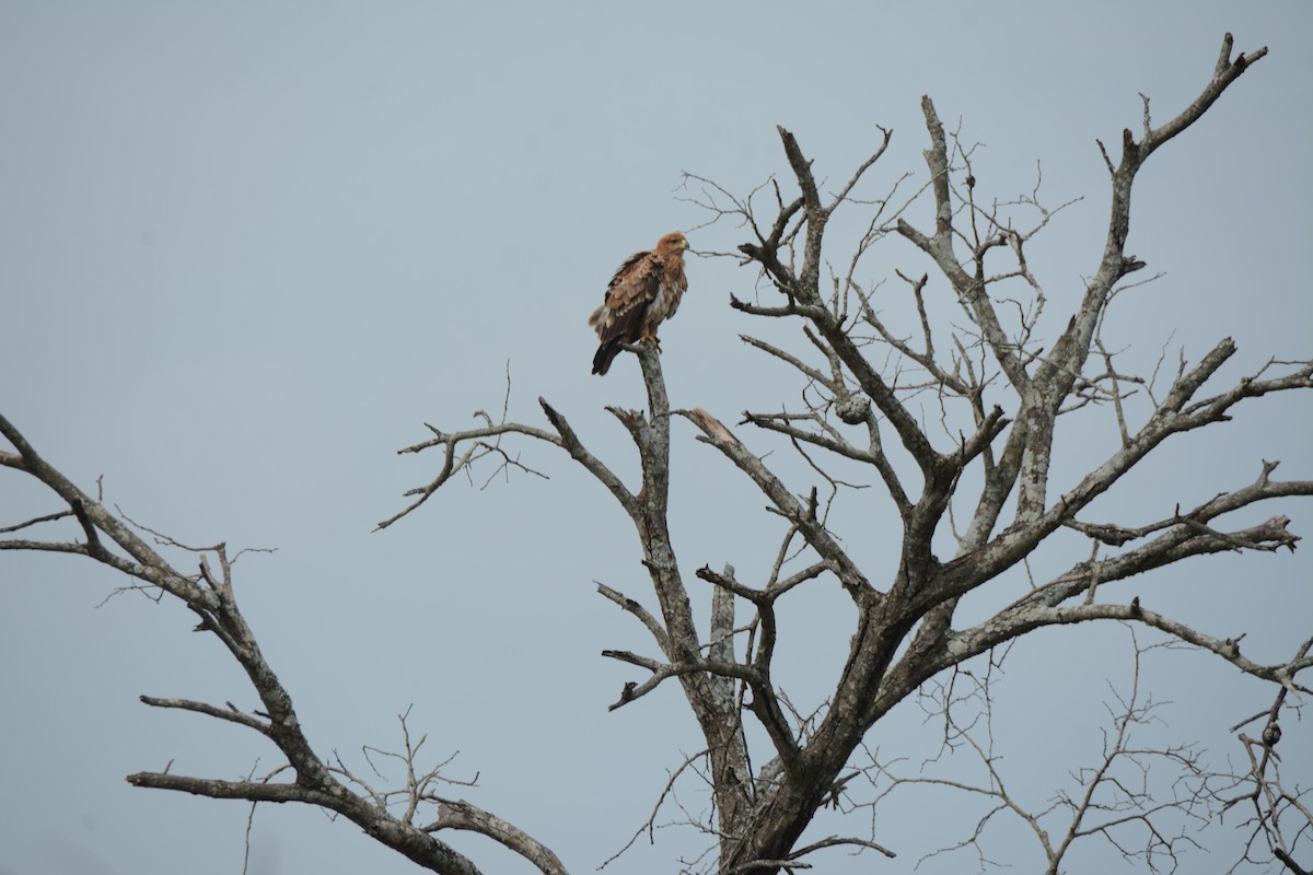 Tawny Eagle - ML644603109