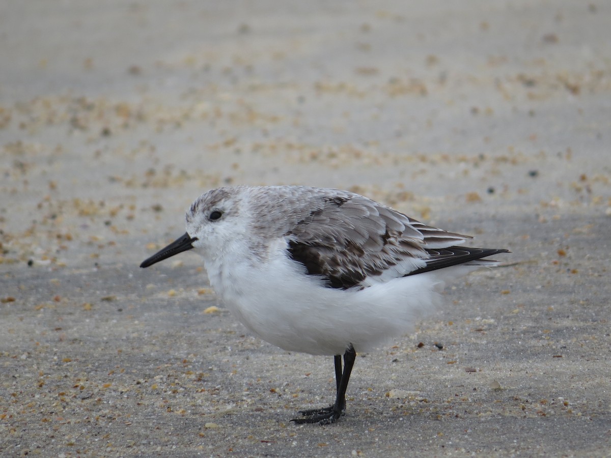 三趾濱鷸 - ML644603110