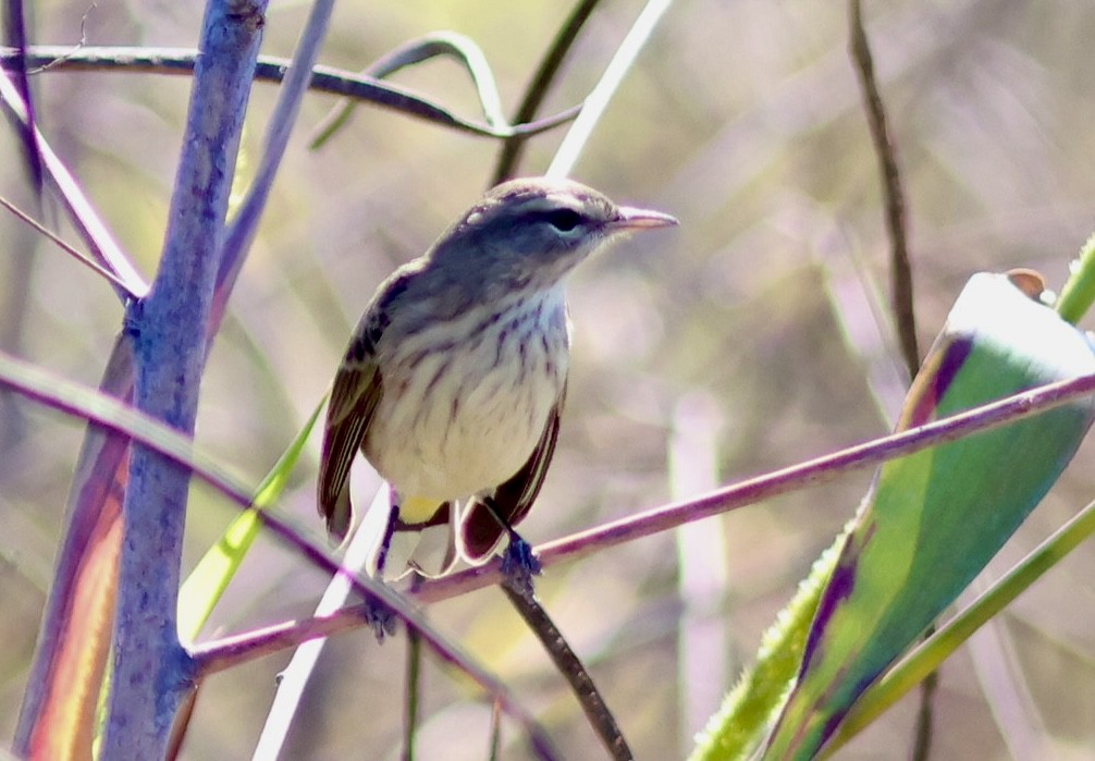 lesňáček bažinný - ML644603113