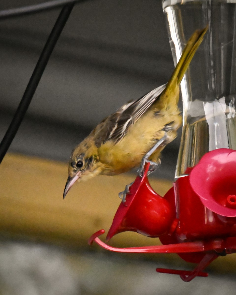 Hooded Oriole - ML644603125