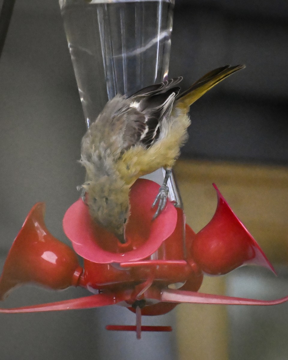 Hooded Oriole - ML644603126