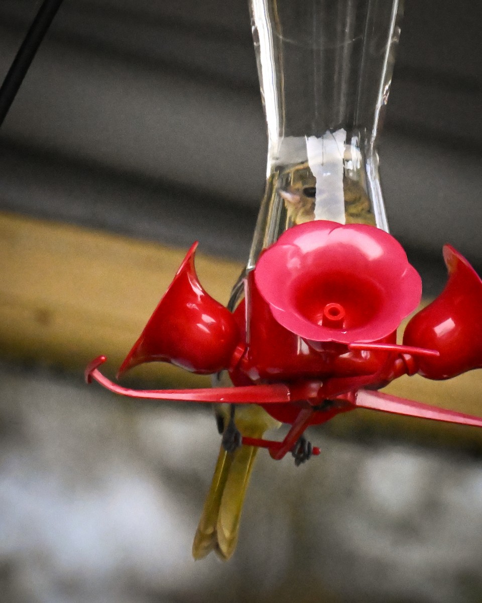 Hooded Oriole - ML644603127