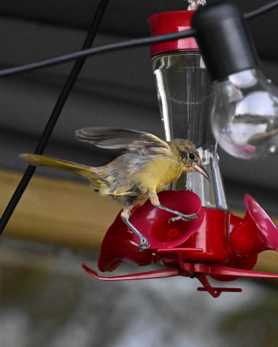 Hooded Oriole - ML644603130