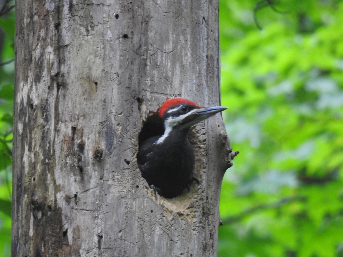 Pileated Woodpecker - ML644603151