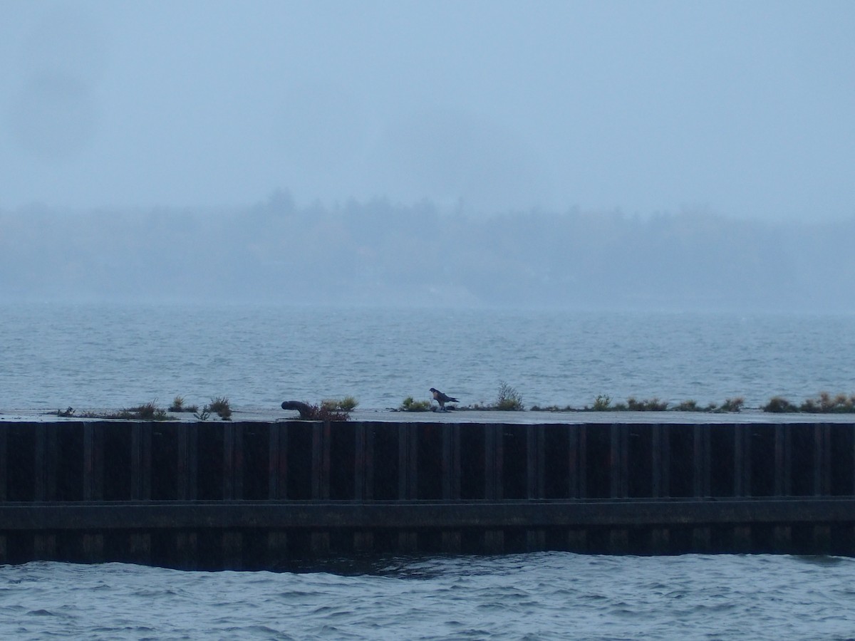 ハヤブサ - ML644603153