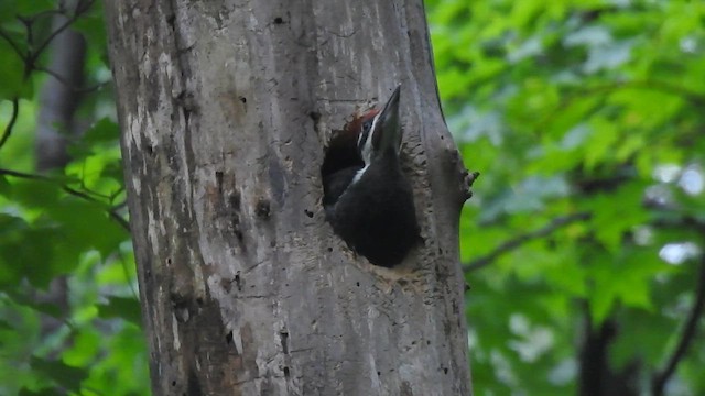Pileated Woodpecker - ML644603158