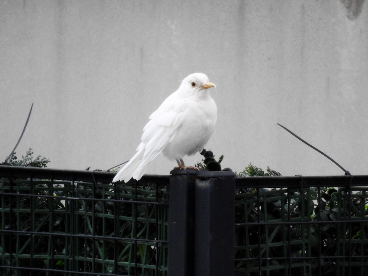 Rufous-bellied Thrush - ML644603166