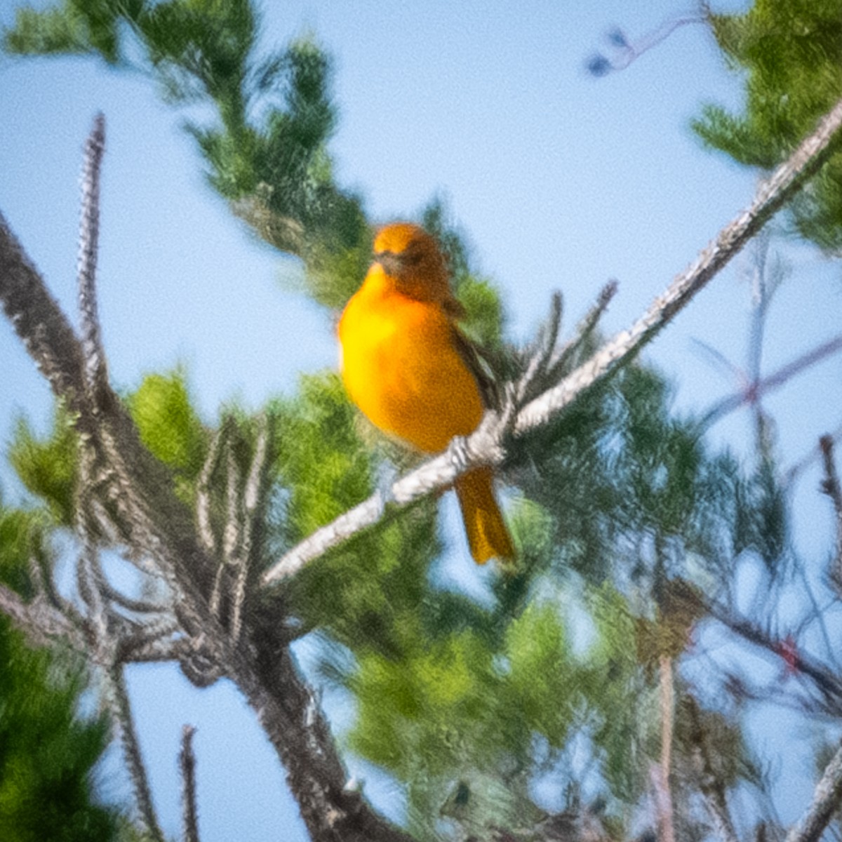 lundtrupial - ML644603167