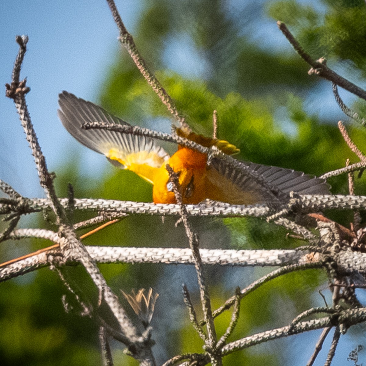 lundtrupial - ML644603168