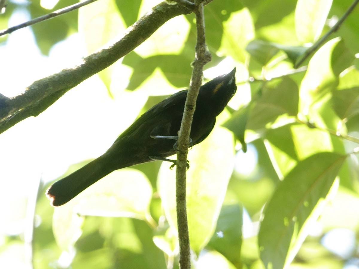 Flame-crested Tanager - ML644603173