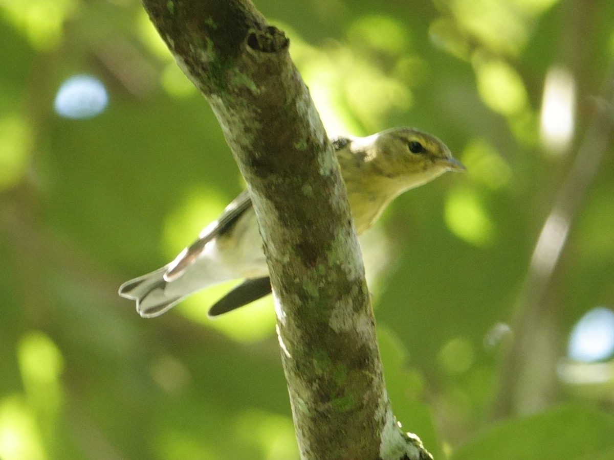Blackpoll Warbler - ML644603184