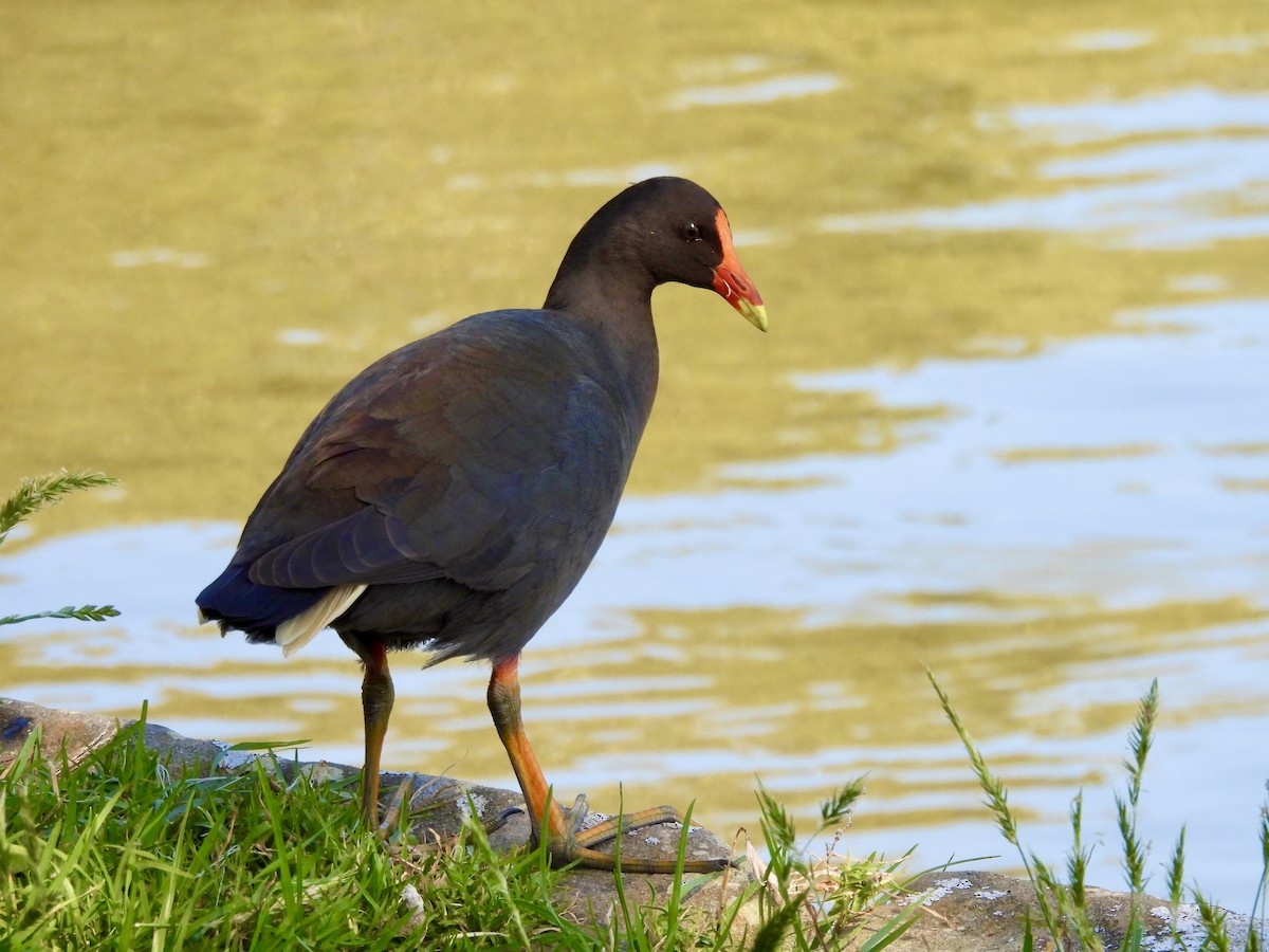 Dusky Moorhen - ML644603185