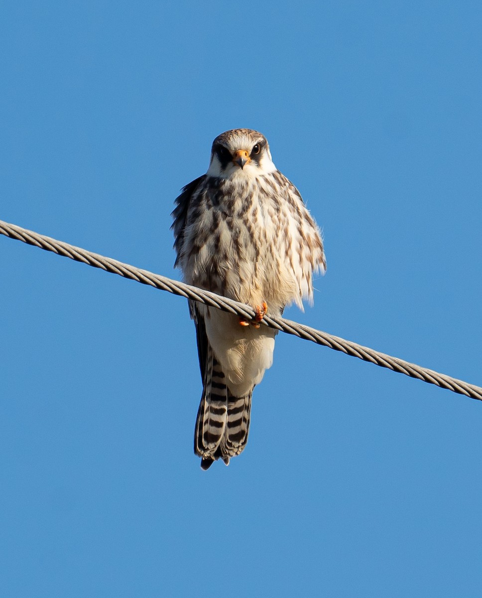 Red-footed Falcon - ML644603186