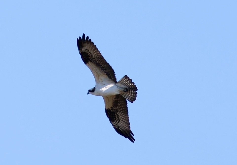 orlovec říční - ML644603192