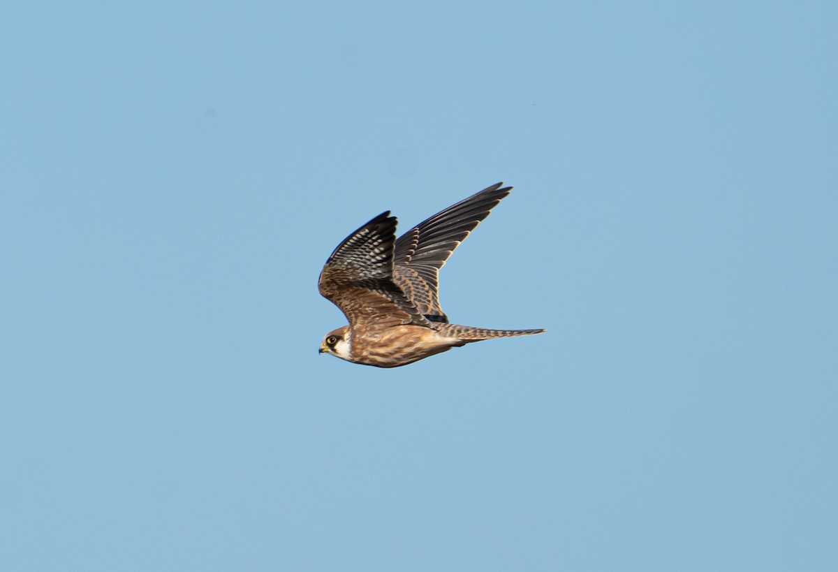 Red-footed Falcon - ML644603194