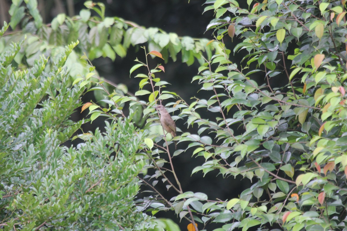 olivenvingebylbyl - ML644603207