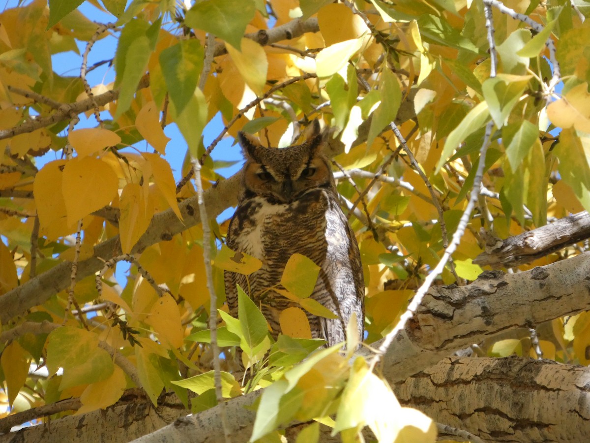 Great Horned Owl - ML644603208