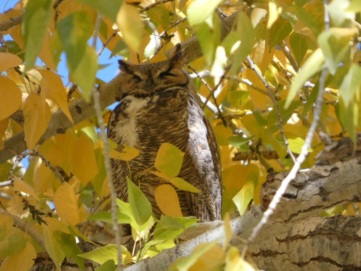 Great Horned Owl - ML644603209