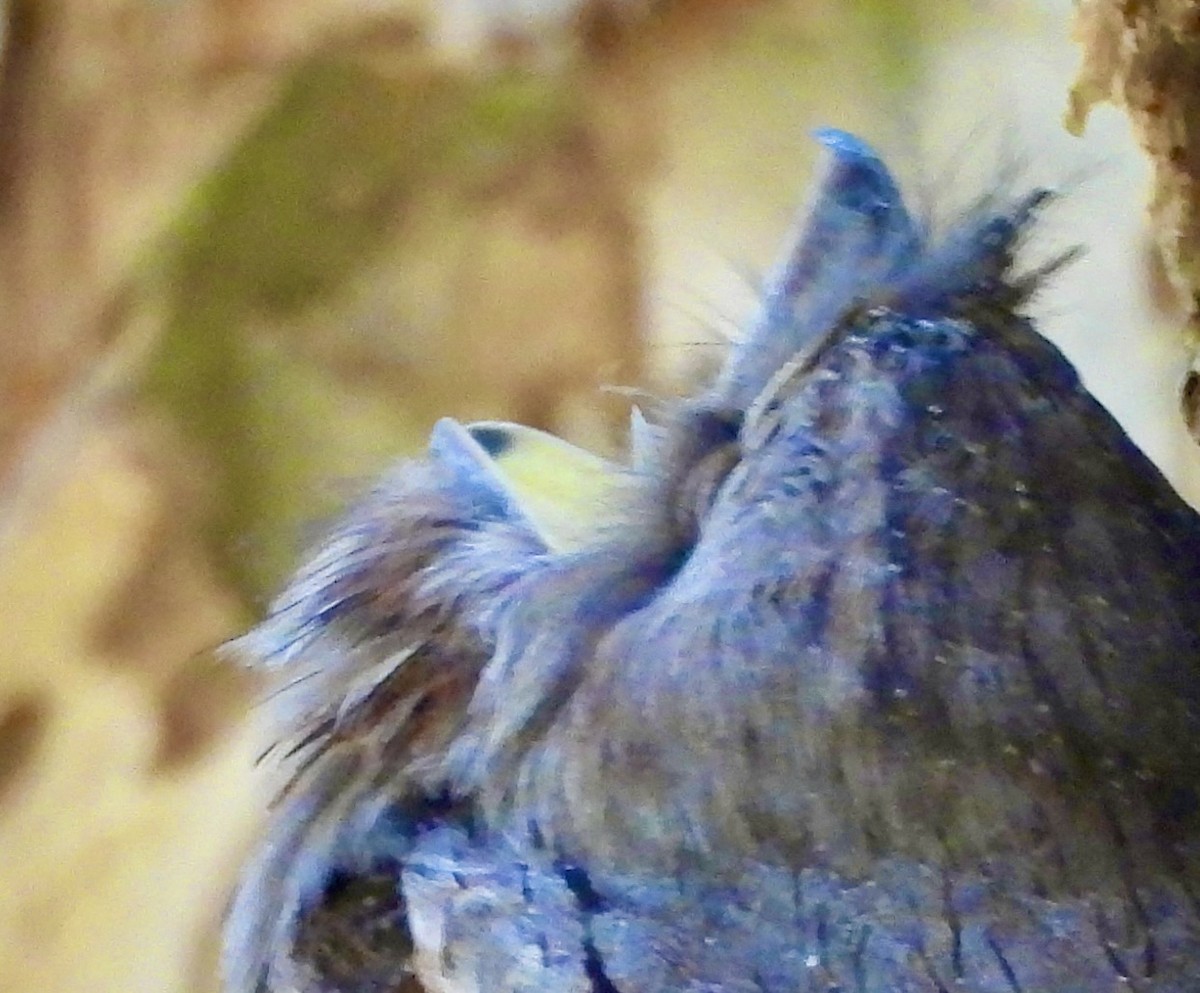 Tawny Frogmouth - ML644603212