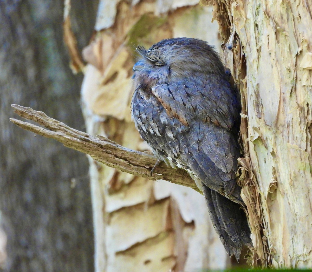 Tawny Frogmouth - ML644603213