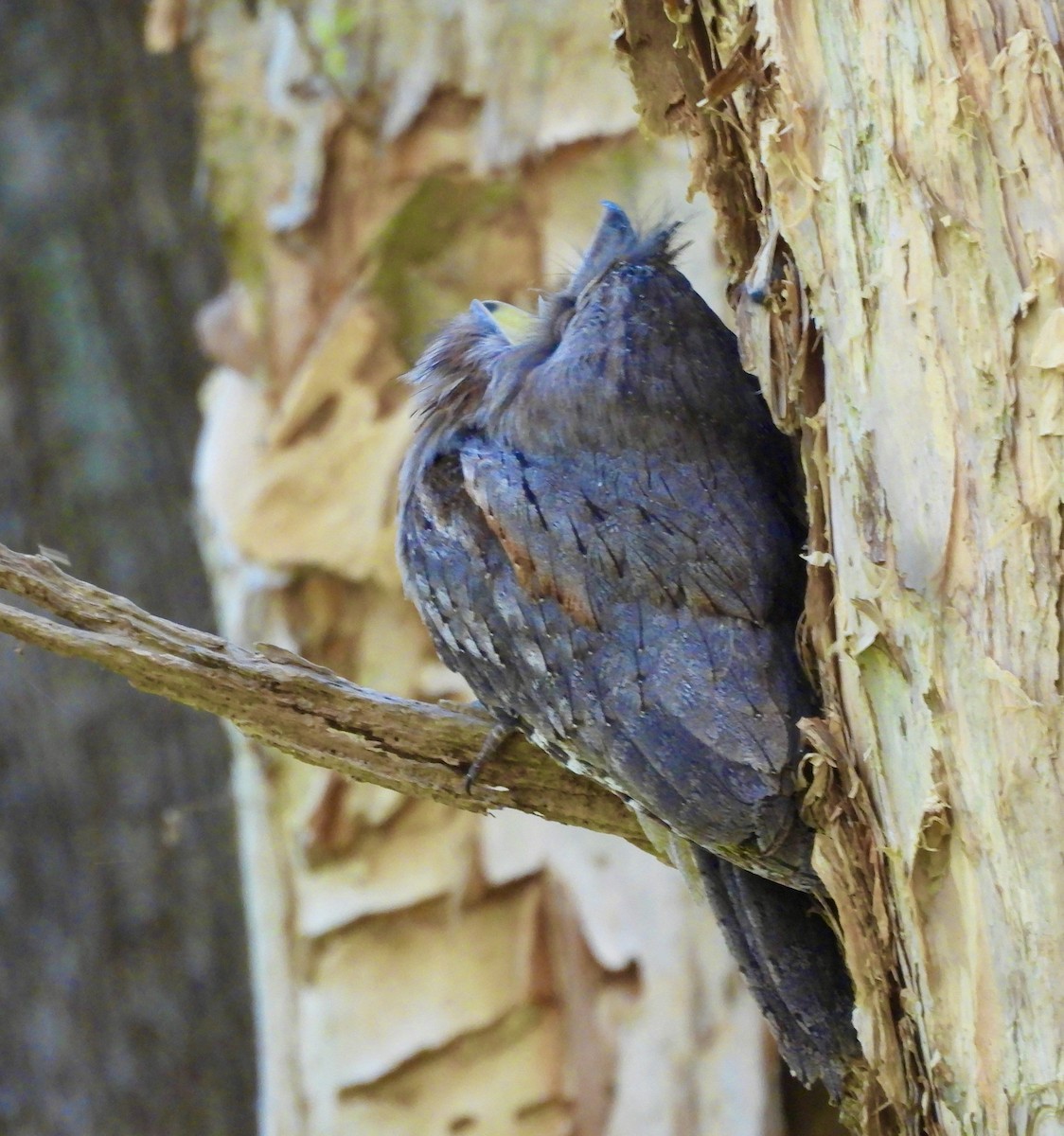 Tawny Frogmouth - ML644603214