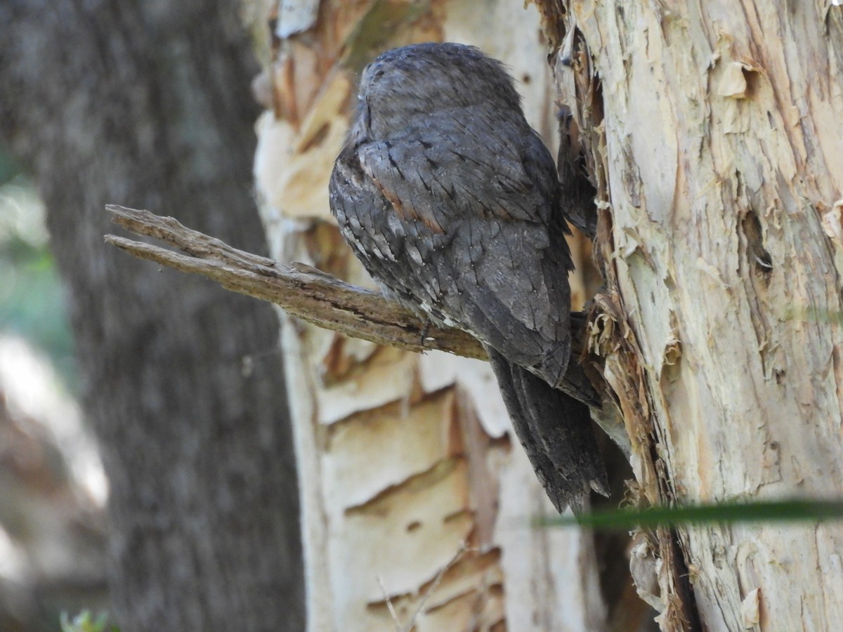 Tawny Frogmouth - ML644603215