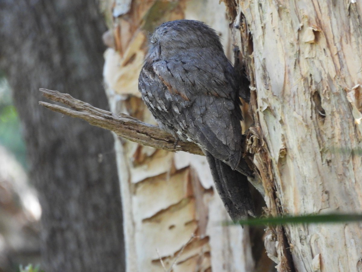 Tawny Frogmouth - ML644603216