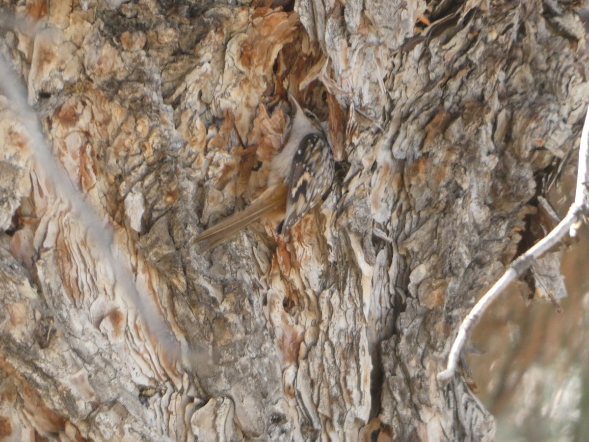 Brown Creeper - ML644603219