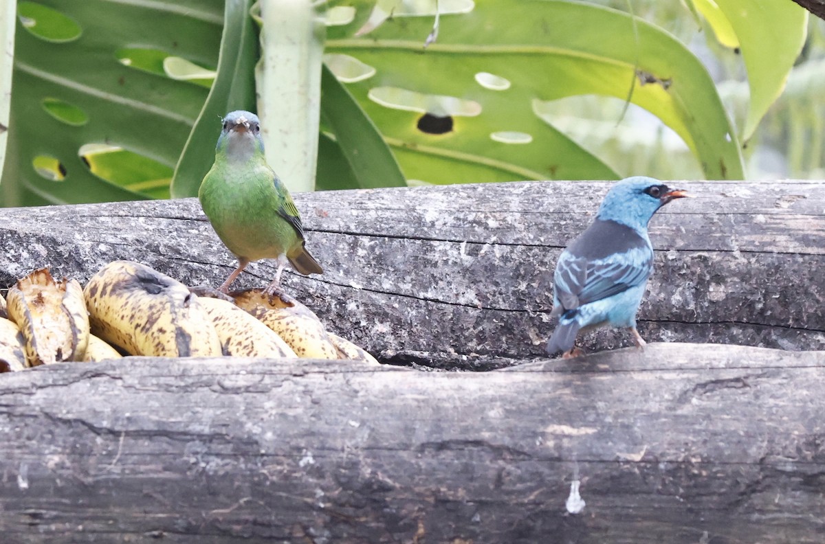 Blue Dacnis - ML644603225