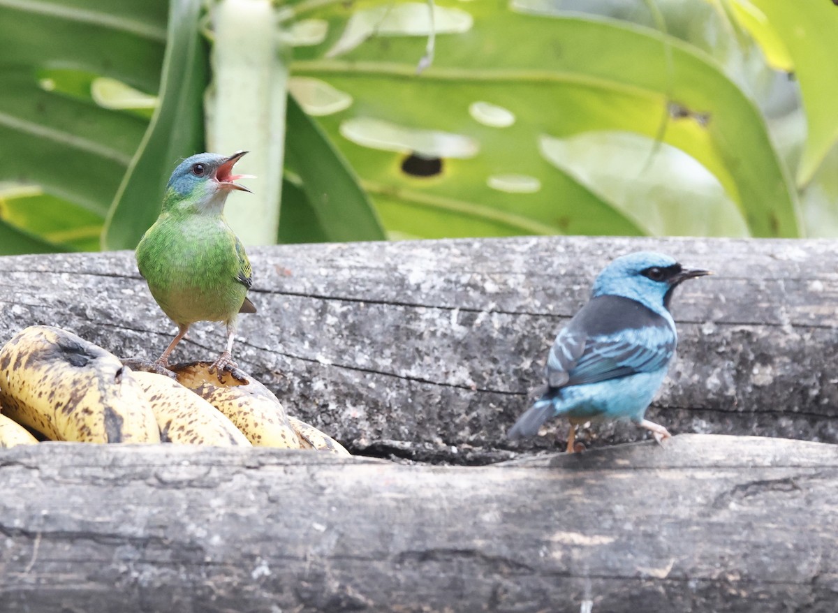 Blue Dacnis - ML644603226
