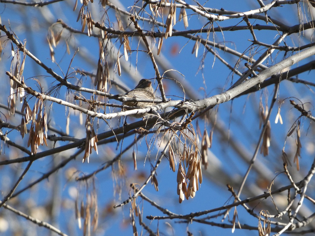 House Finch - ML644603229