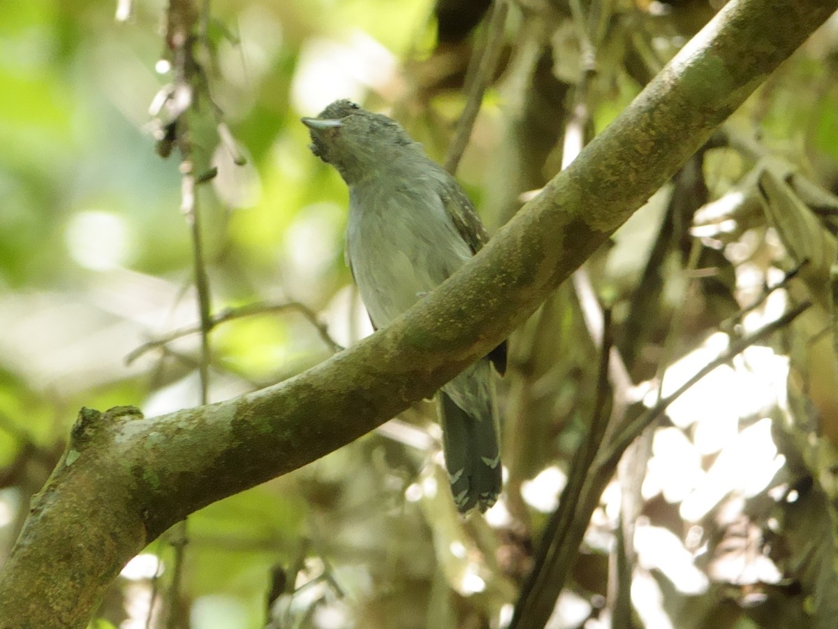 Mouse-colored Antshrike - ML644603237
