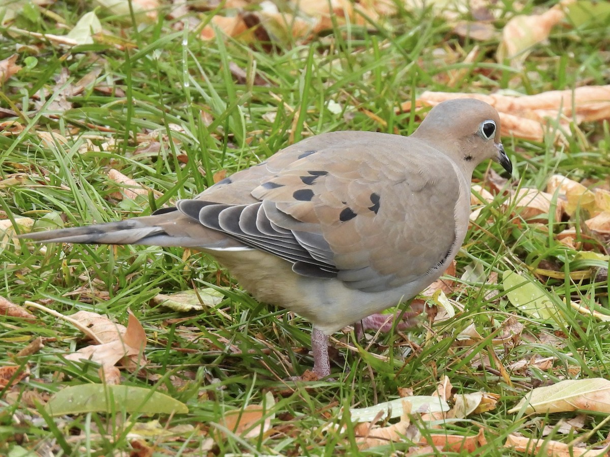 ナゲキバト - ML644603243