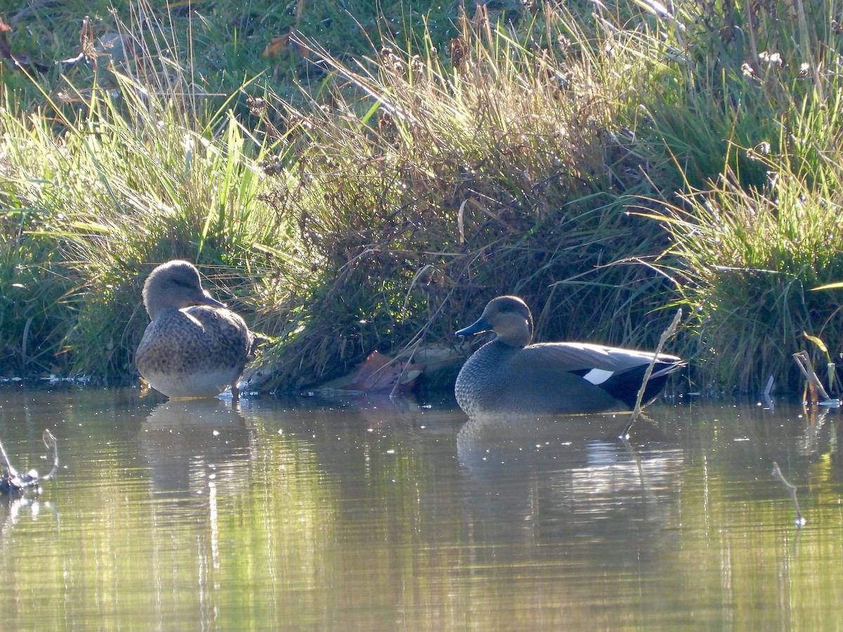 オカヨシガモ - ML644603247