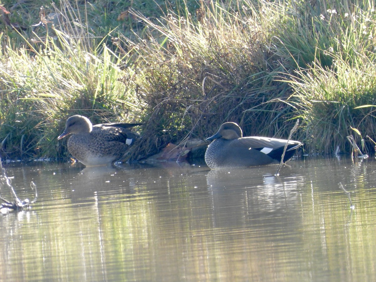 オカヨシガモ - ML644603250