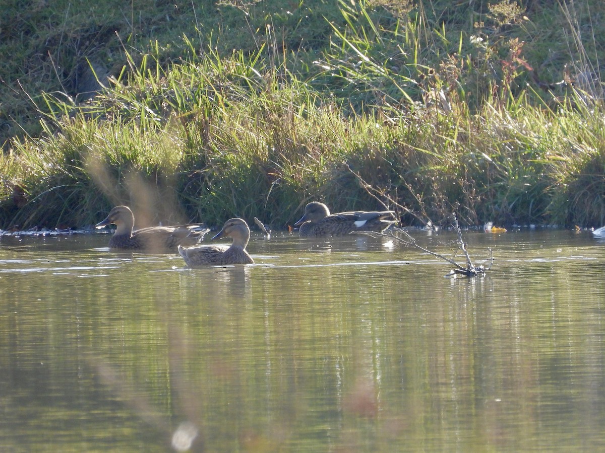 オカヨシガモ - ML644603251