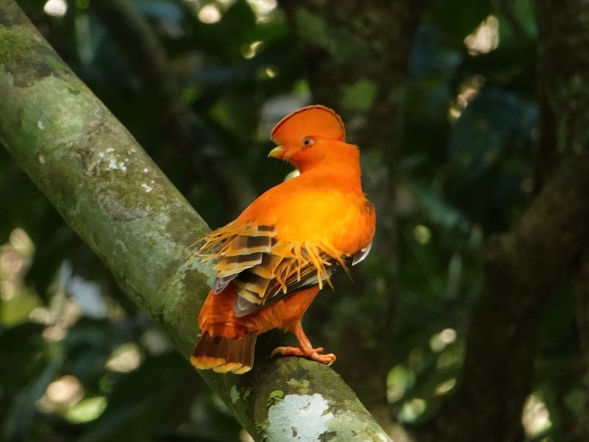 Guianan Cock-of-the-rock - ML644603252