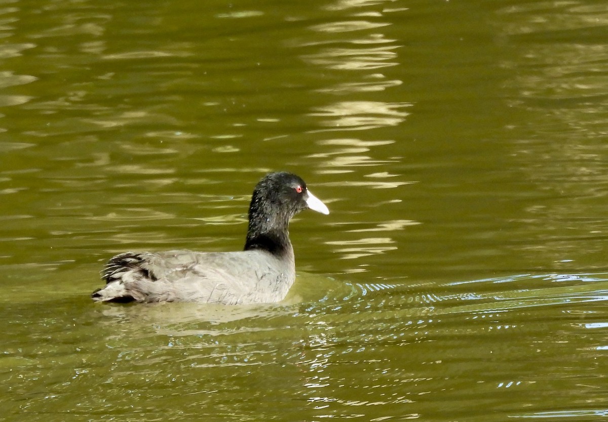 Folaga - ML644603254