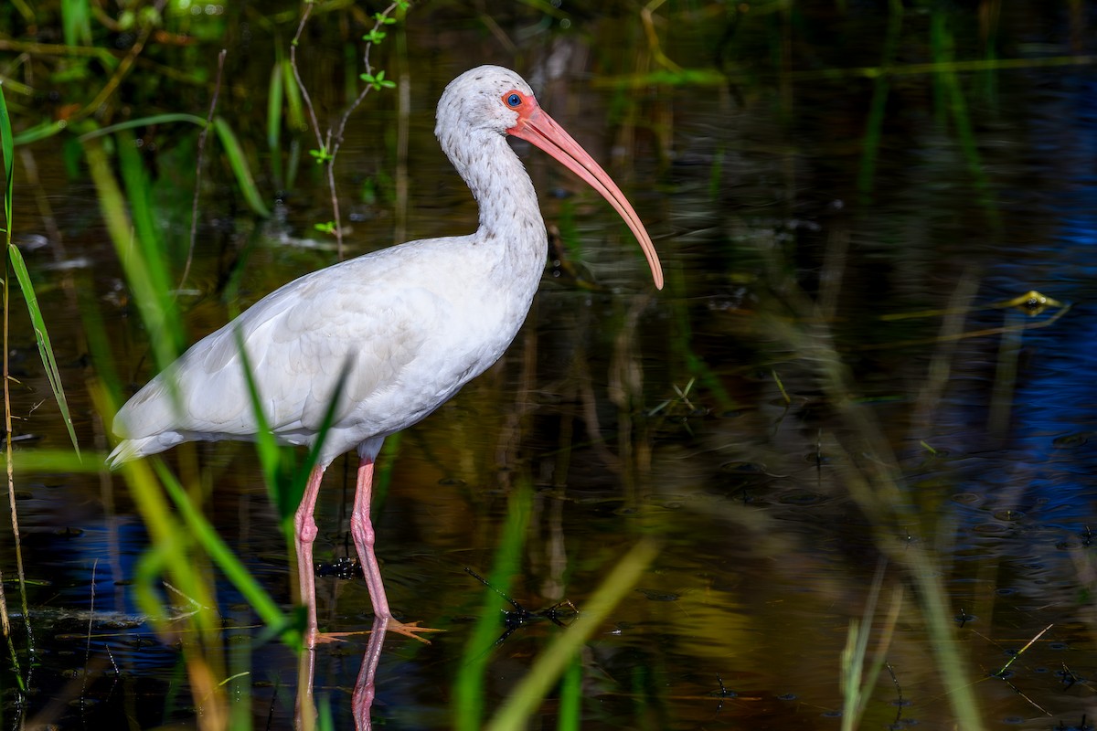 White Ibis - ML644603255