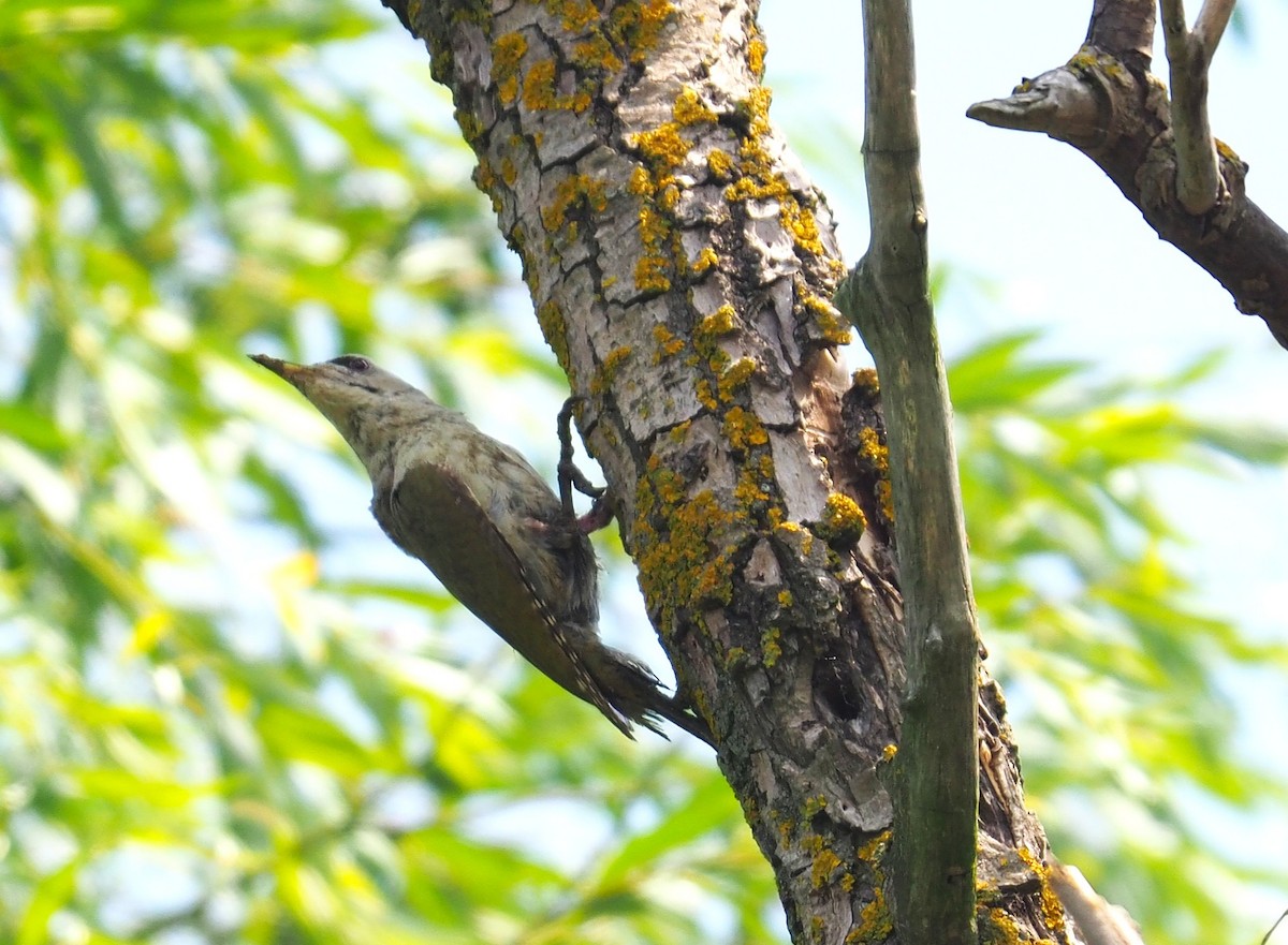 Буурал тоншуул - ML644603260