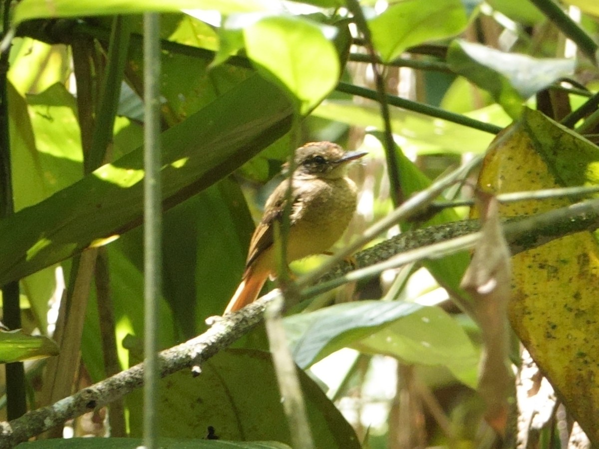 Tropical Royal Flycatcher - ML644603262