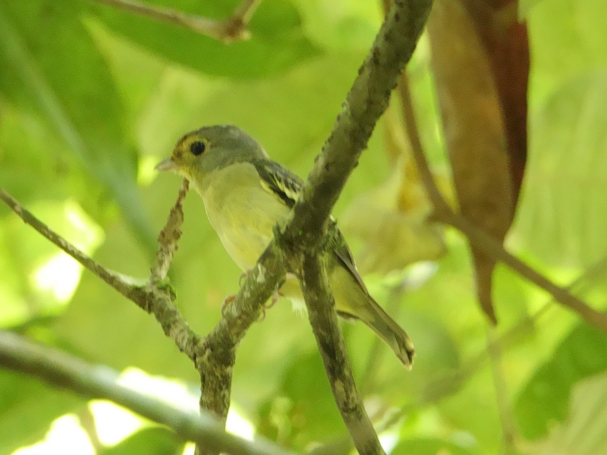 Wing-barred Piprites - ML644603285