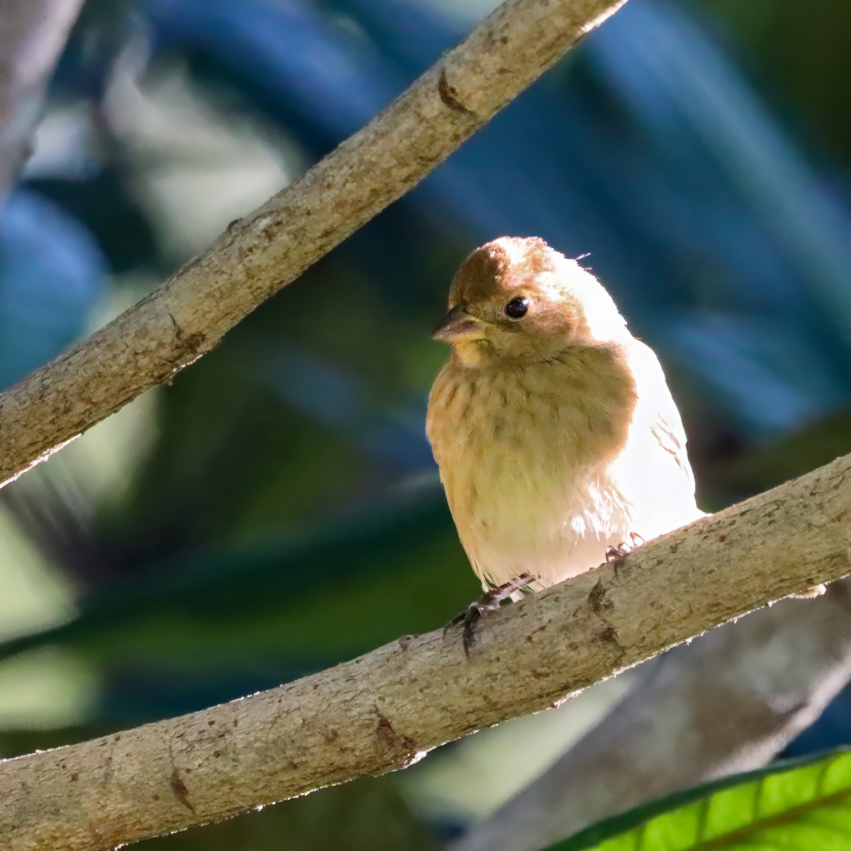 indigospurv - ML644603289